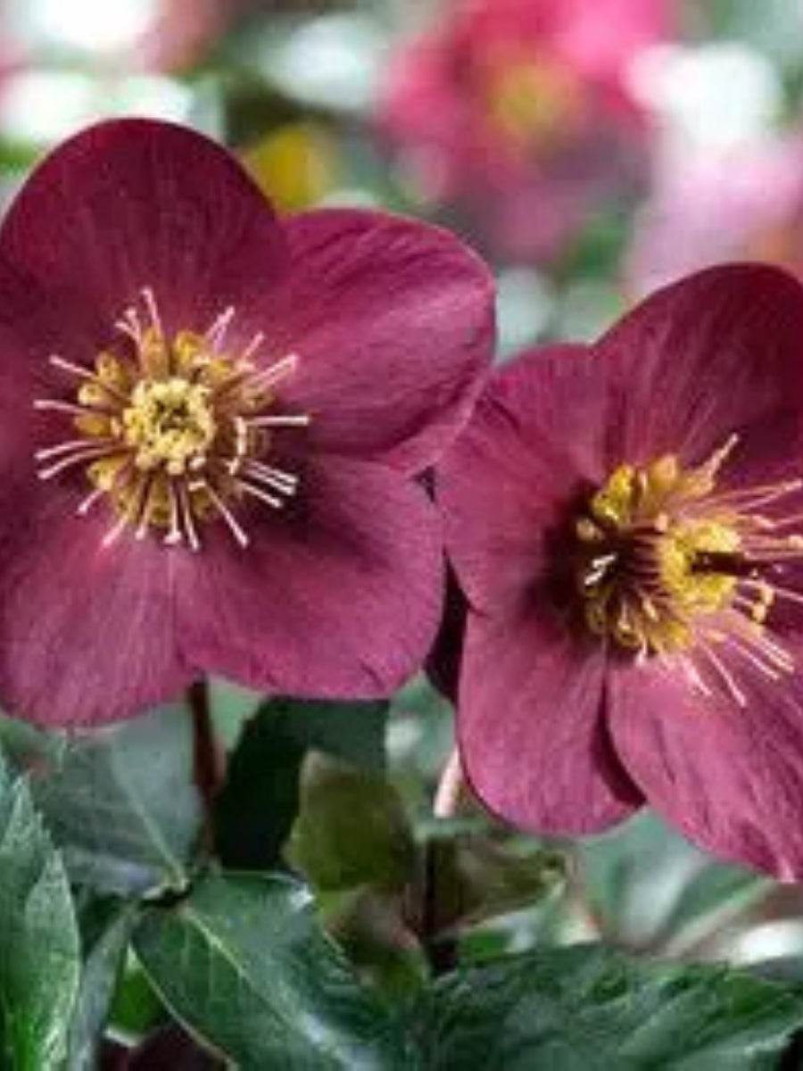 Hellebore Ice N' Rose 'Nightingale' QT